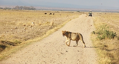Herders kill oldest lion in Amboseli National Park