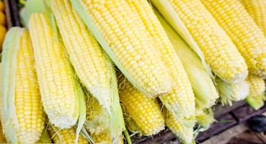 Mexico Bans USA GMO Corn